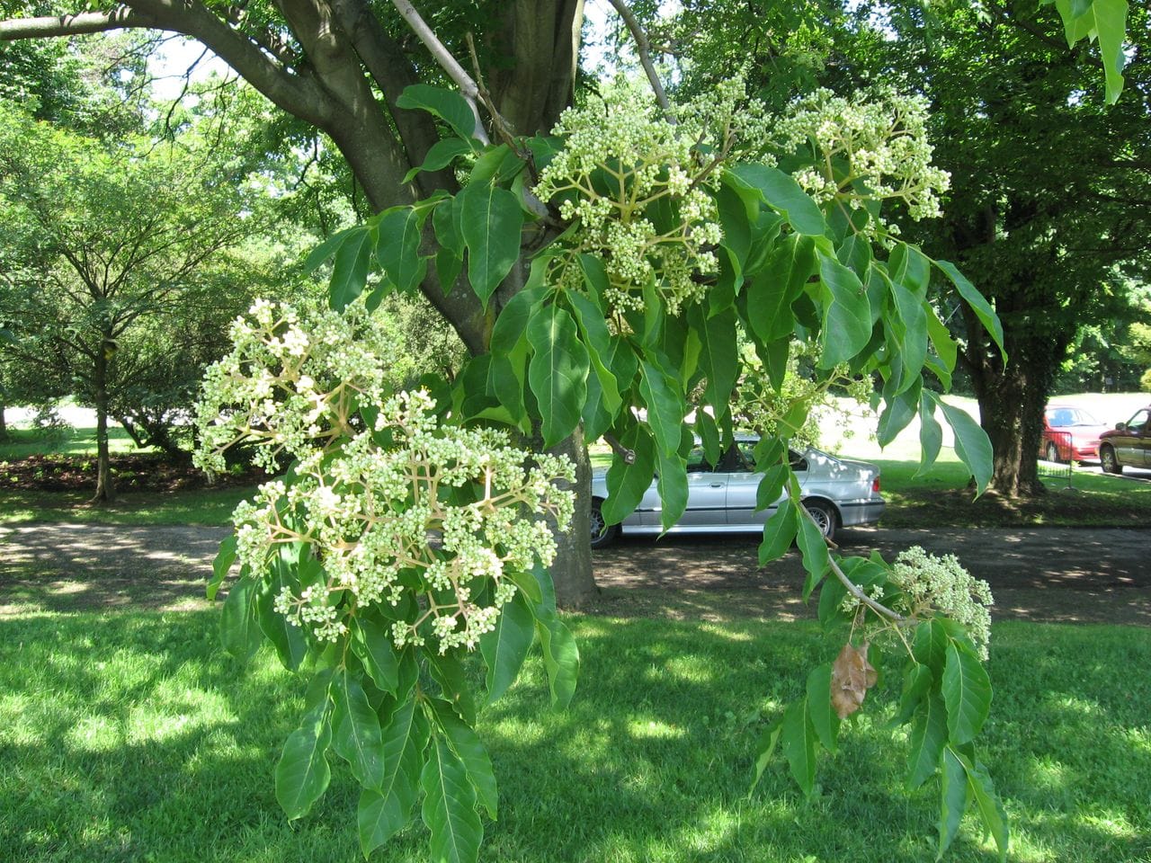 Euodia hupehensis